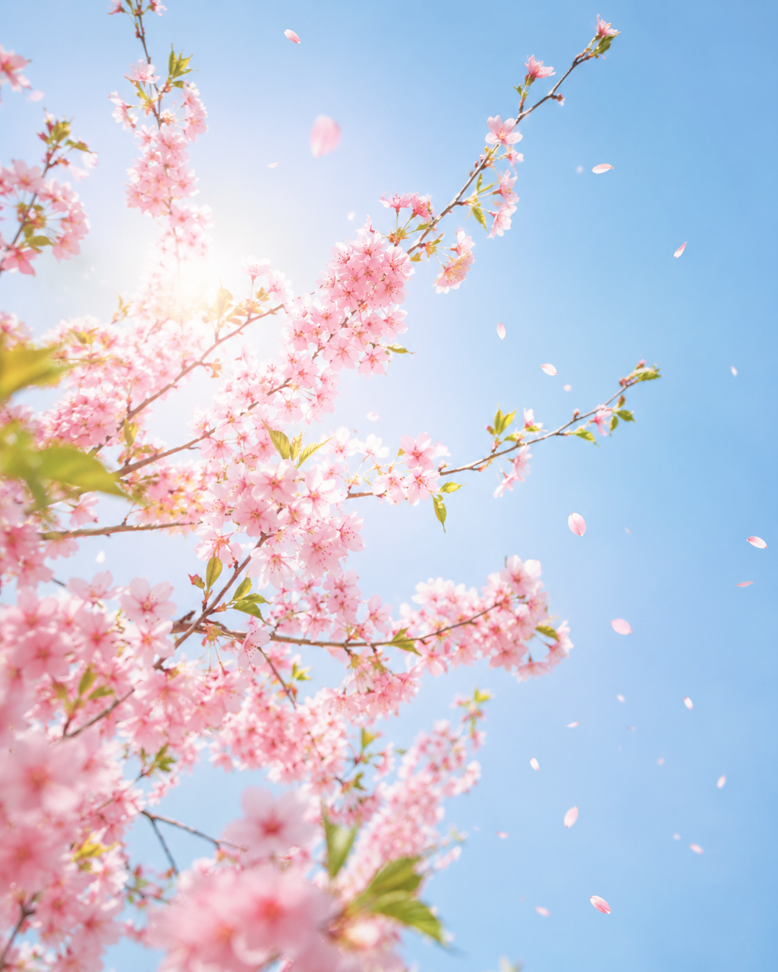 Cherry blossoms in bloom against a blue sky