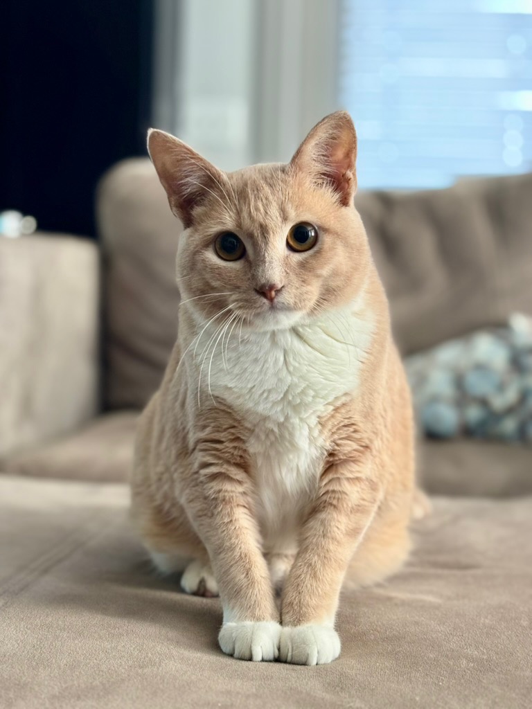 Portrait of Parmesan, Director of Purrsonal Support